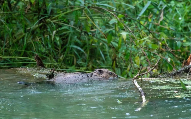 Geniální bobří stavitele, kteří zachránili plzeňskou Valchu, se podařilo krásně vyfotografovat Věře Cardové.