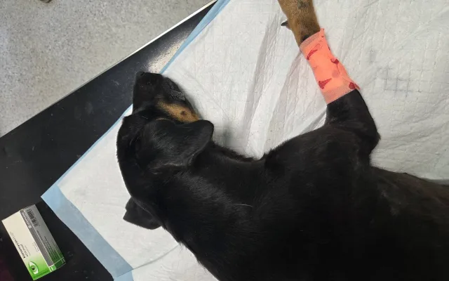 Rózinku zřejmě někdo vyhodil, fenka má vypadanou srst od blech a samý zánět