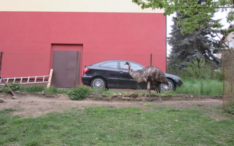 Pštros se popral s klokanem, poté utekl z výběhu. Najít ho museli muži zákona.