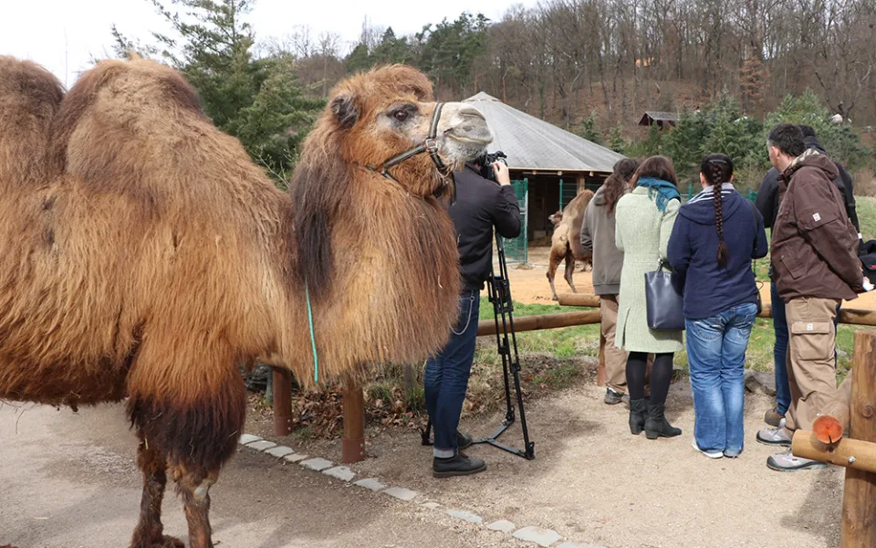 Zoo Plzeň přišla o známou velbloudici Josefínu.