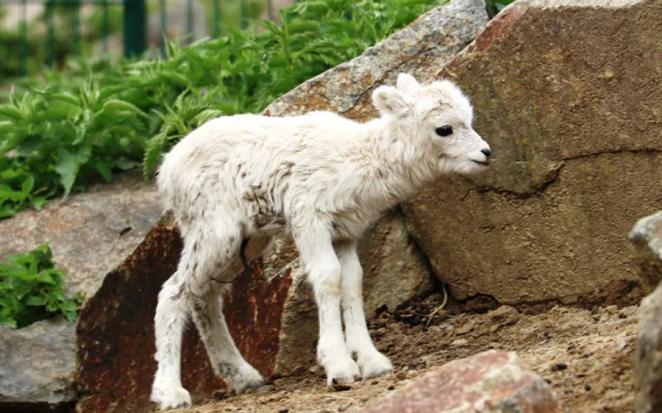 V plzeňské zoo odchovali dvě mláďata vzácné aljašské ovce.