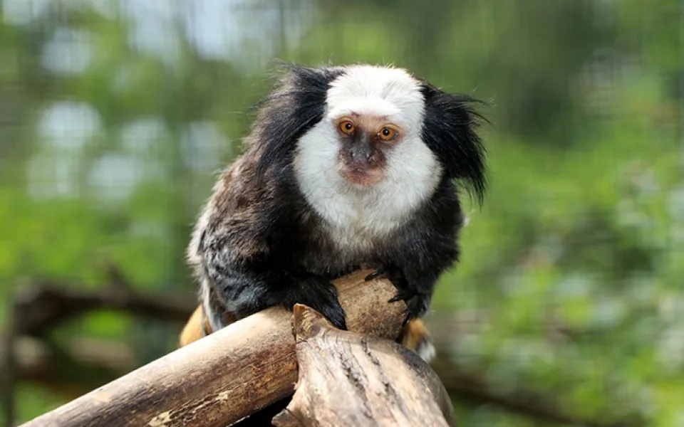 Plzeňská zoologická zahrada má nový druh drápkaté opice.