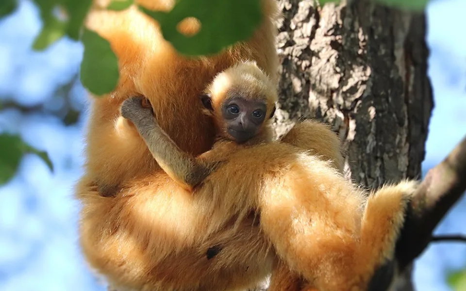 V plzeňské zoo se podruhé narodil ohrožený primát gibon bělolící.