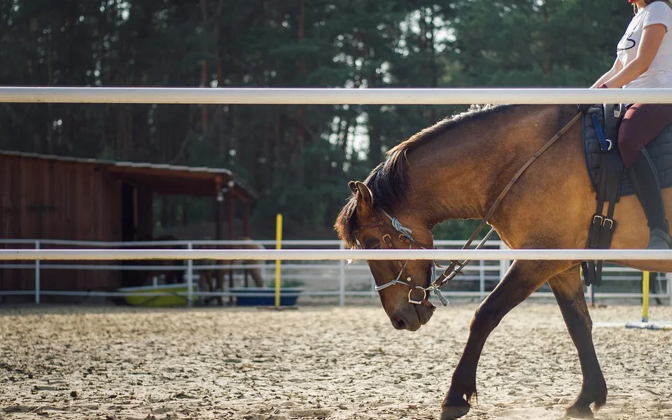 the-horse-4268618_960_720