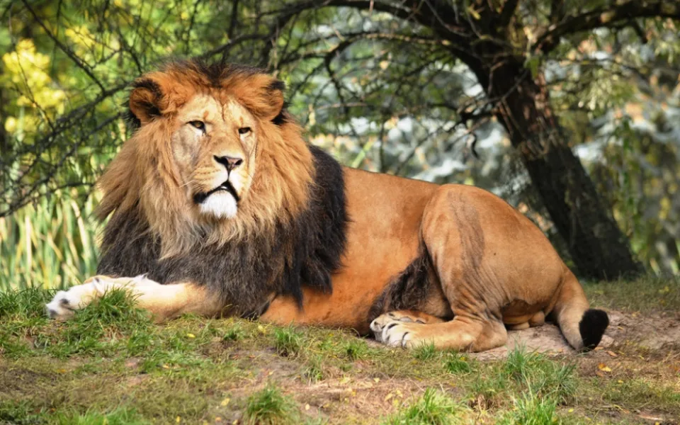 Lví tlupa v zoo Plzeň je menší, ze sedmi zvířat zbyla čtyři.