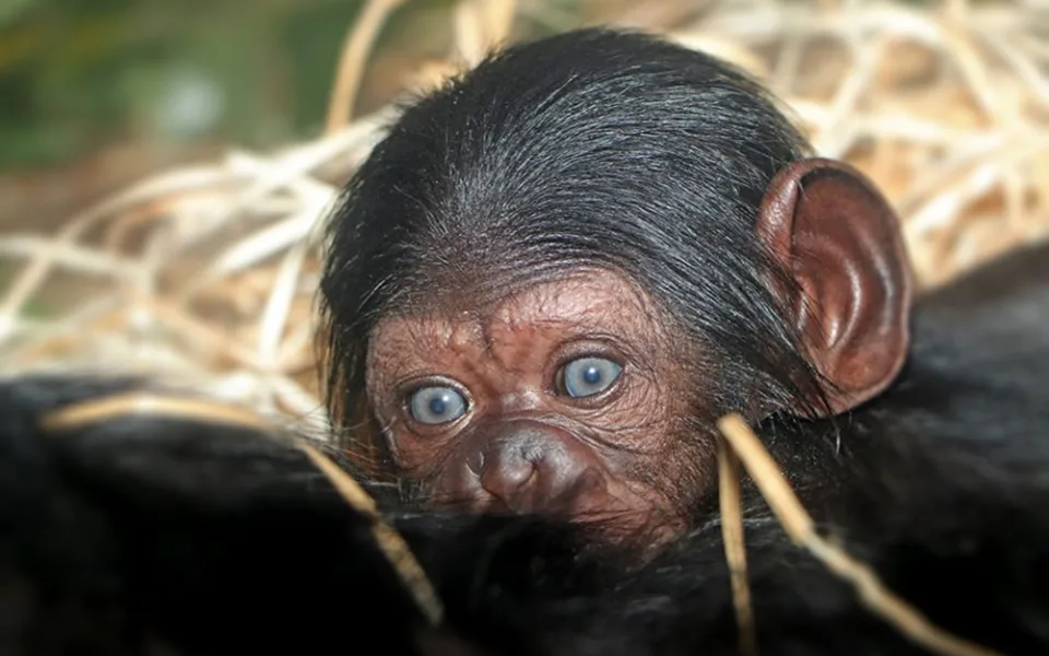 V plzeňské zoo se narodilo mládě šimpanze, v ČR po 17 letech.