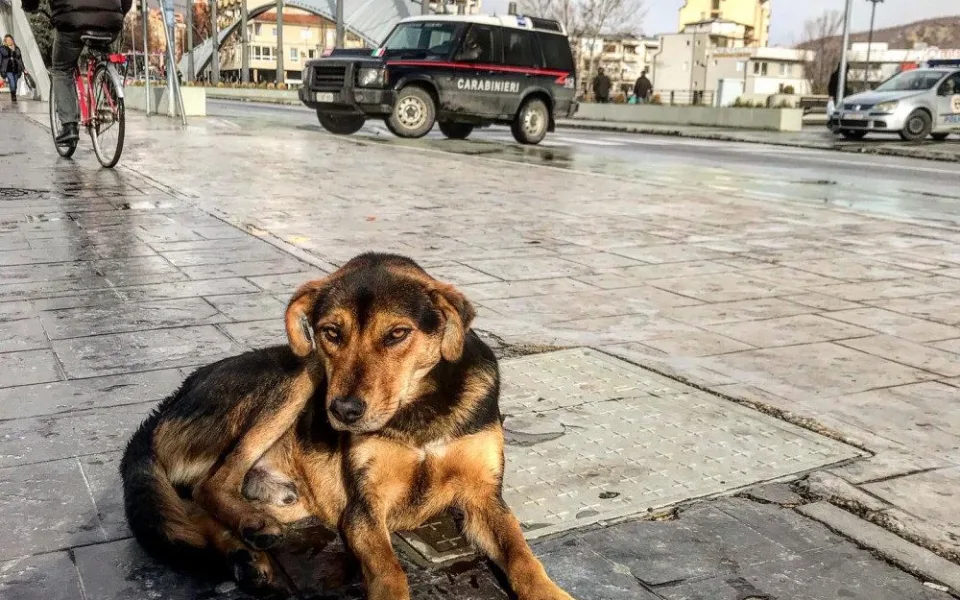 Pohled na most v Kosovské Mitrovici.