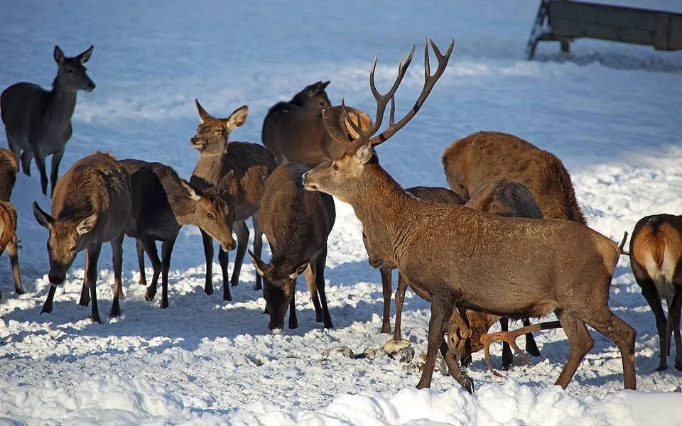 Jeleni ve výběhu v NP Šumava