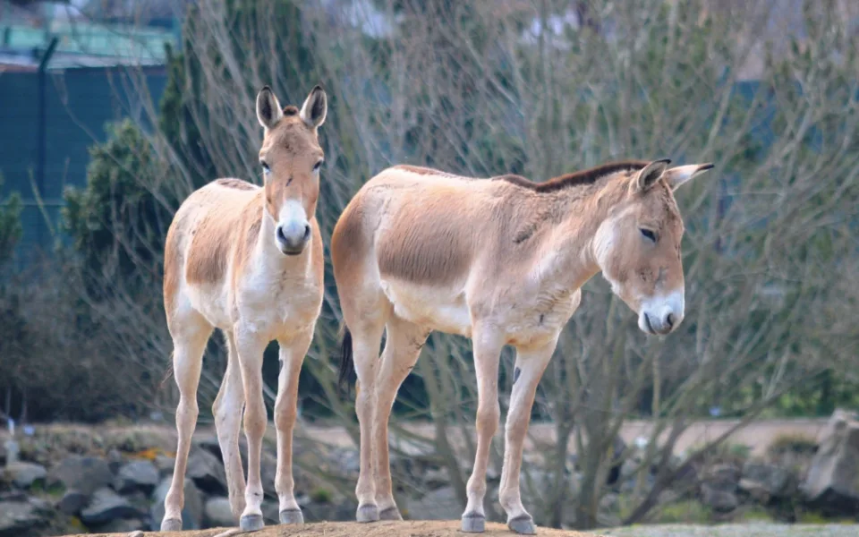 V plzeňské zoo začínají zvířecí námluvy