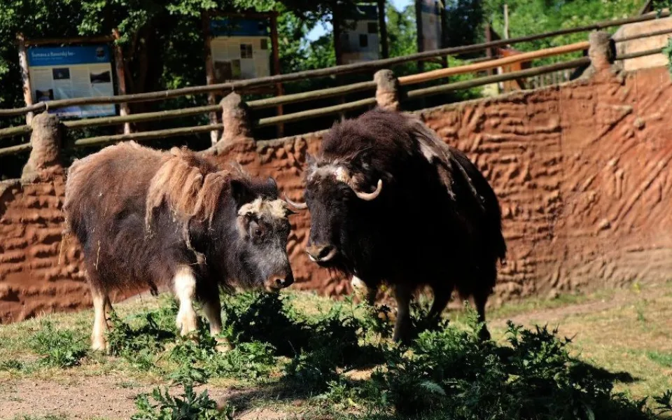 Zoo zatím může zpřístupnit jen venkovní expozice