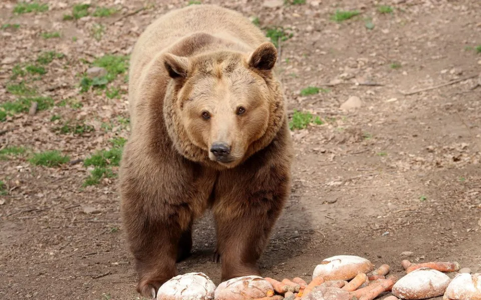 Návštěvníci zoo mohou ve venkovním výběhu pozorovat medvědy, kteří se nedávno probudili ze zimního spánku
