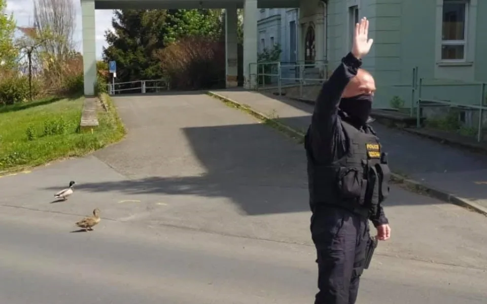 Policie v akci, tentokrát pomáhá kachnímu páru bezpečně překonat frekventovanou silnici