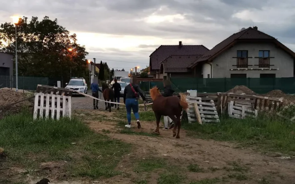Uprchlé poníky pomáhali chytat strážníci městské policie v Plzni