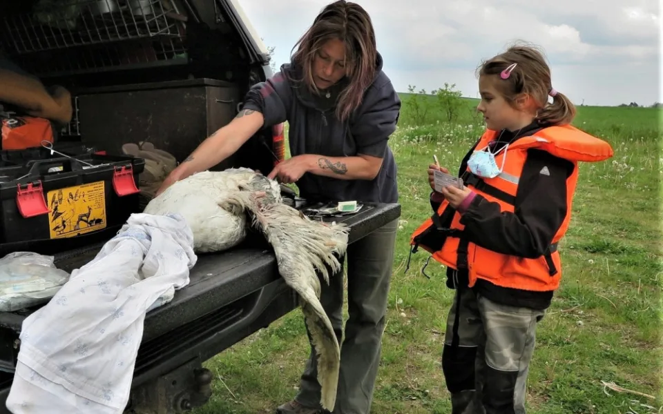Po prvním ošetření na místě se odchycený labuťák připravuje k transportu na veterinu