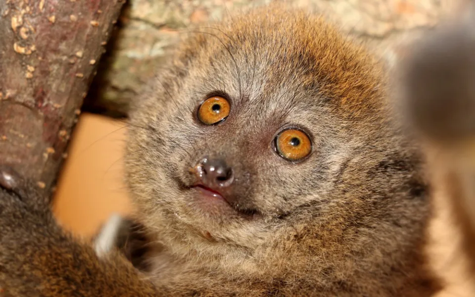 lemur rákosový