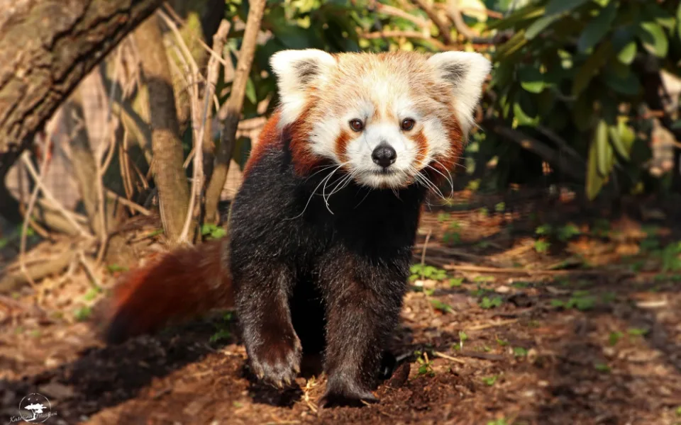 panda červená