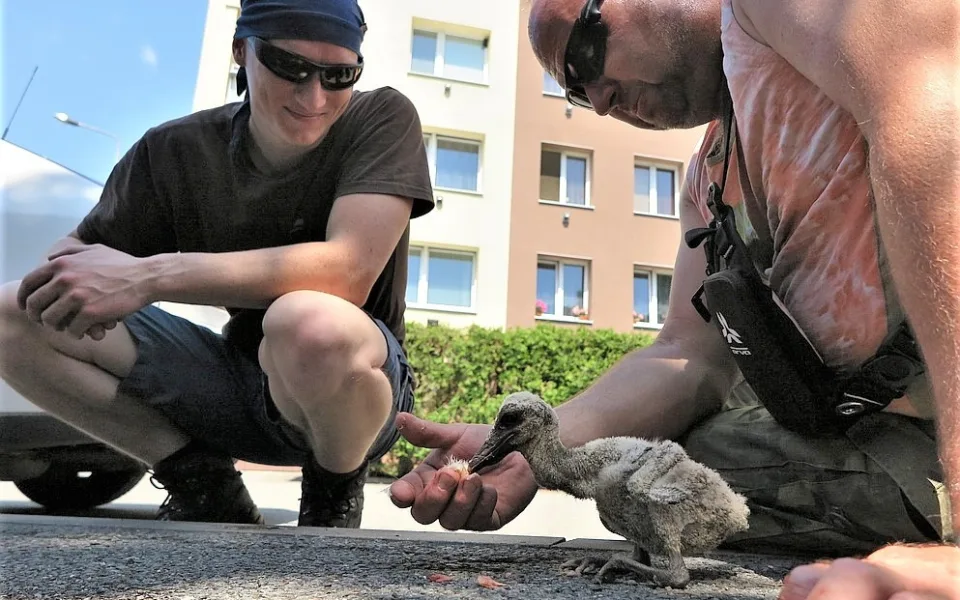 Z hnízda se podařilo na poslední chvíli zachránit jedno živé, ale hladové a podvyživené mládě