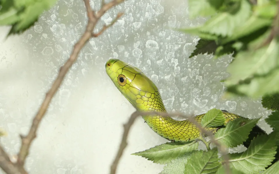 Mamba úzkohlavá