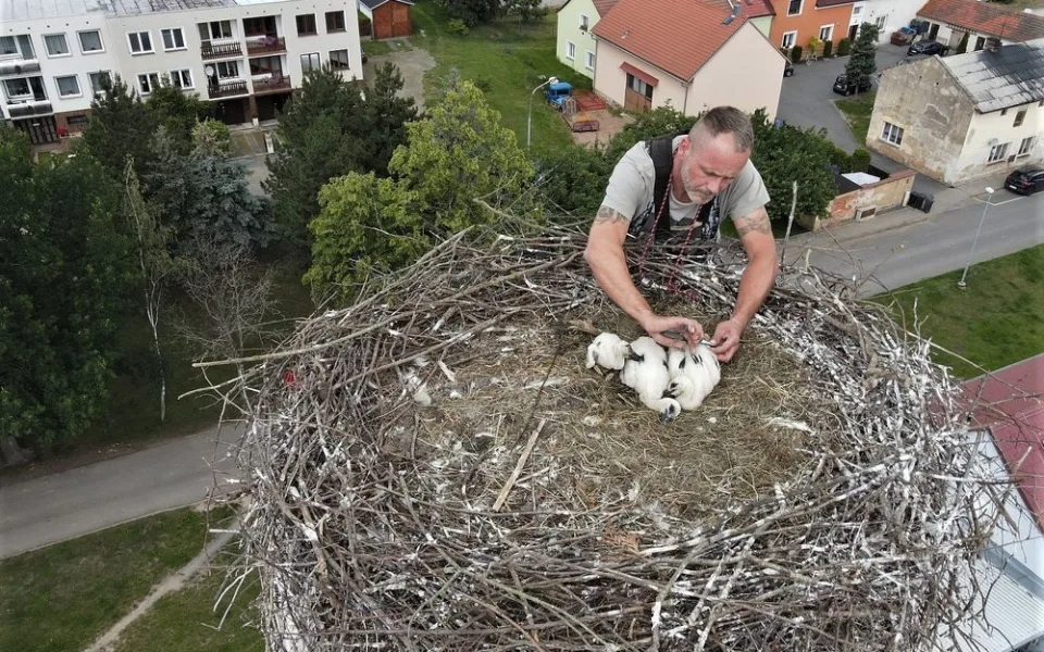 Václav Kural ml. kroužkuje asi tři týdny stará mláďata čápa bílého v Heřmanově Huti