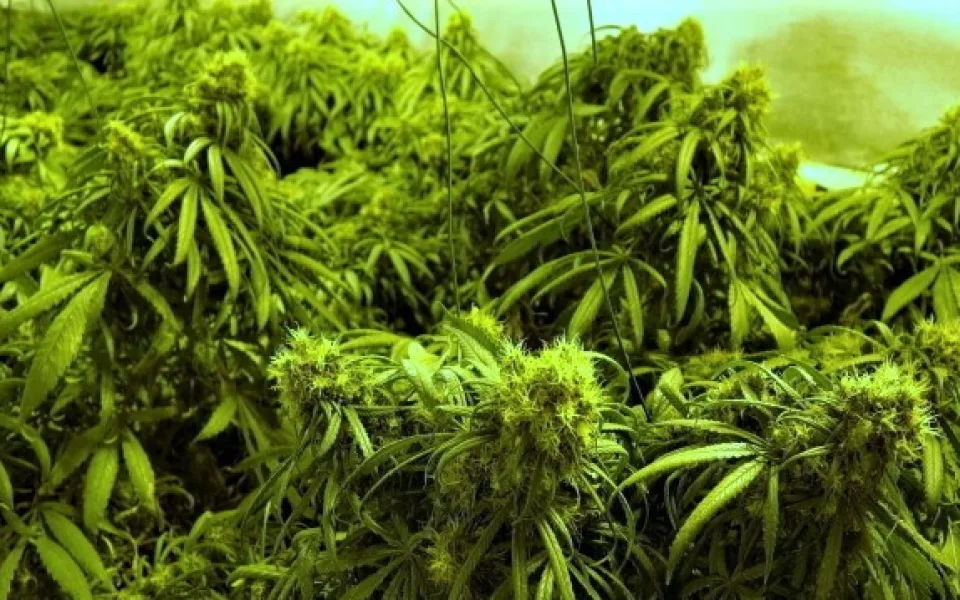 Marihuana se v Česku stále pěstuje ve velkém