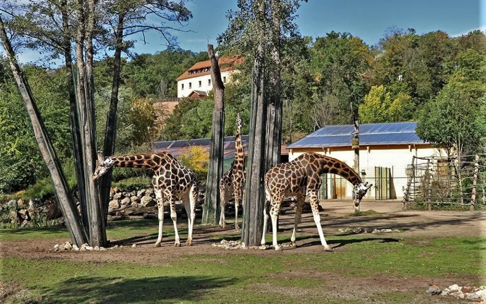 Žirafy jsou v Plzeňské zoo nesmírně populární