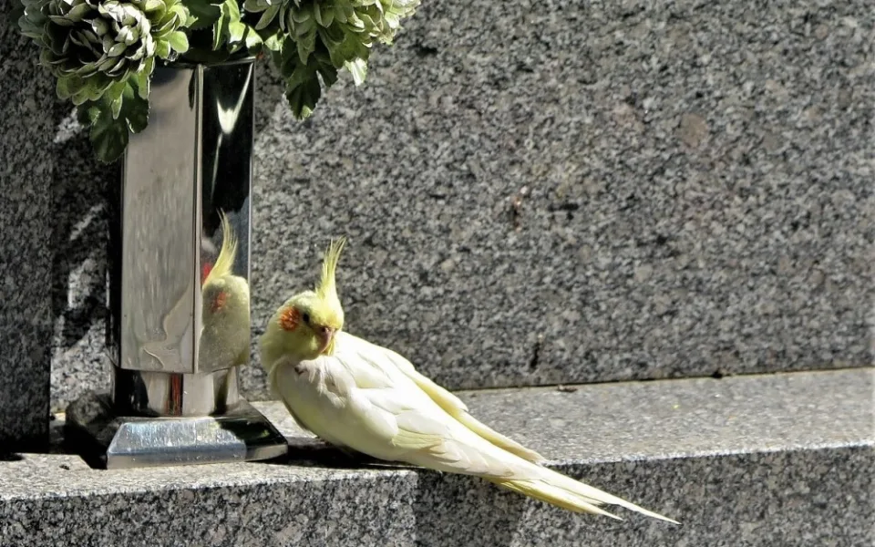 Tato korela našla útočiště na jednom plzeňském hřbitově
