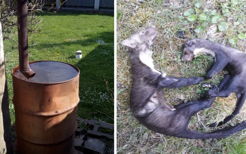 V sudu se utopila kuna i s mládětem