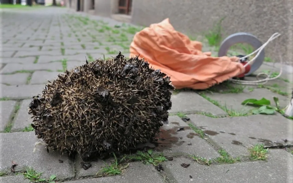 Ježek těsně po záchranné akci