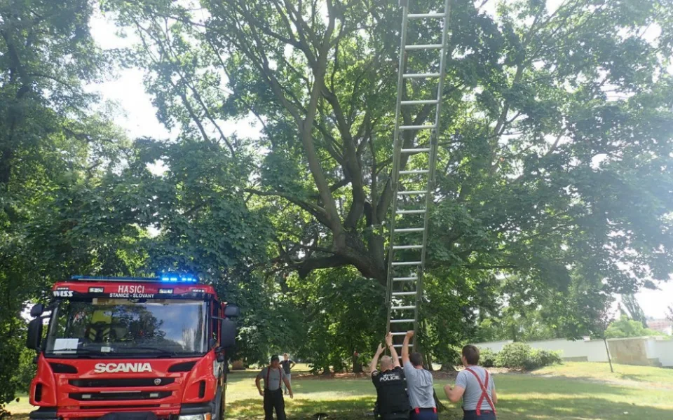 V koruně stromu uvízlo kotě, na pomoc museli přijet hasiči