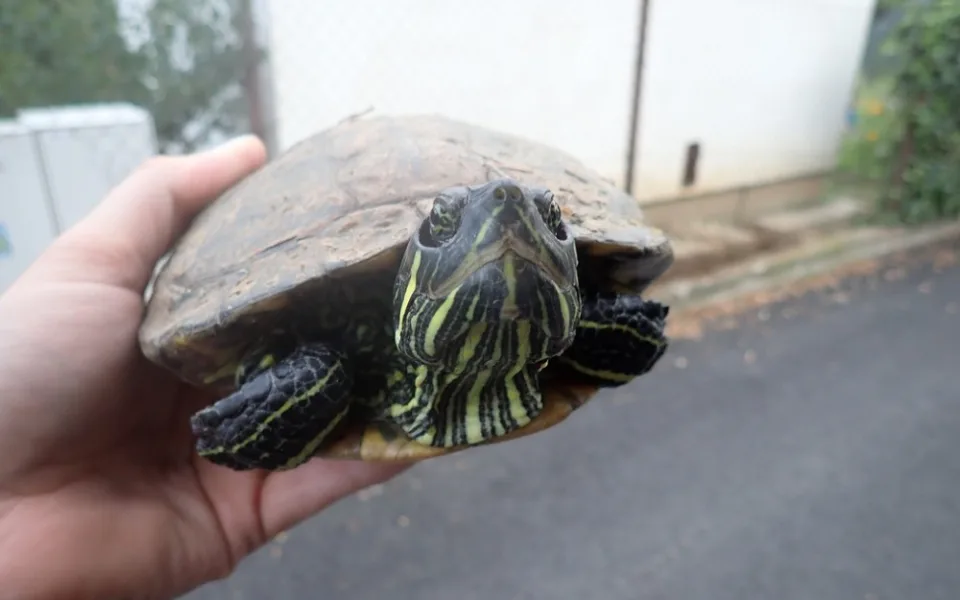 Lidé se zbavují nechtěných mazlíčků, záchranné stanice teď plní želvy
