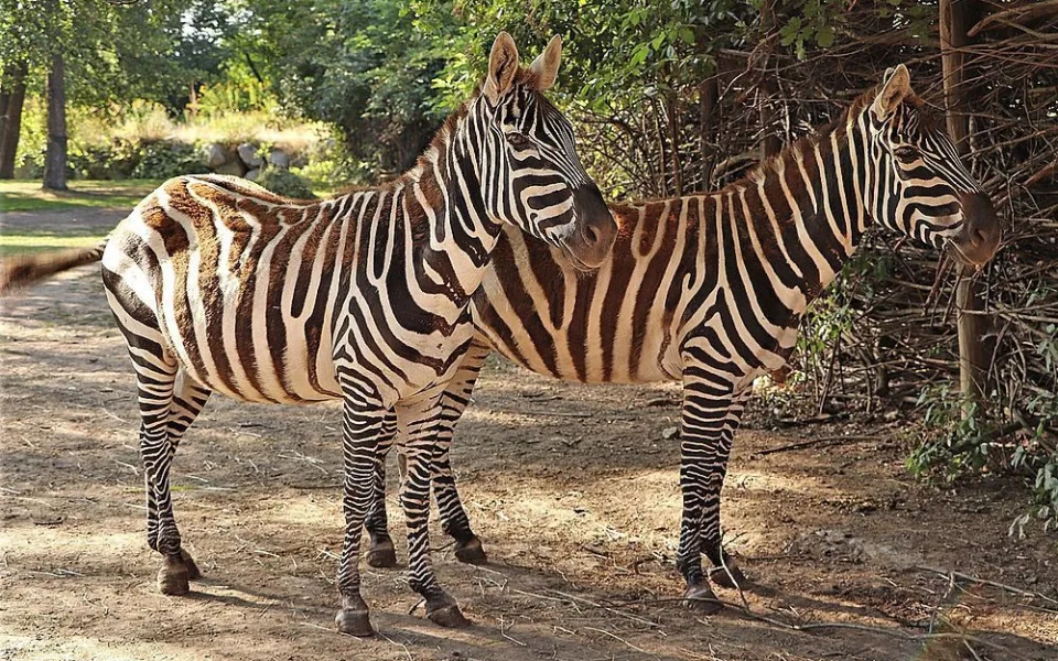 Zoo Plzeň se zapojila do záchrany vzácných zeber bezhřívých, chová první tři zvířata