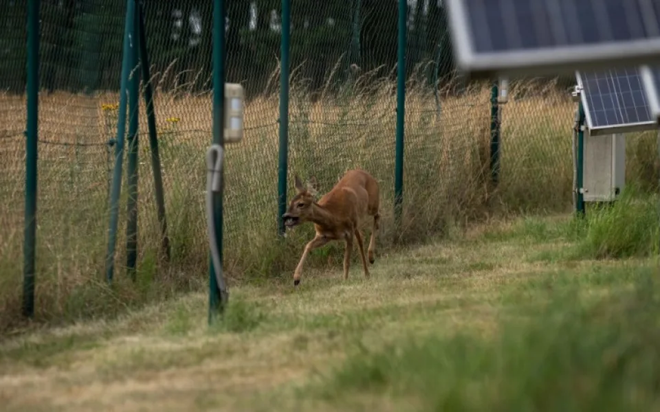 Srnka se procházela mezi fotovoltaickými panely