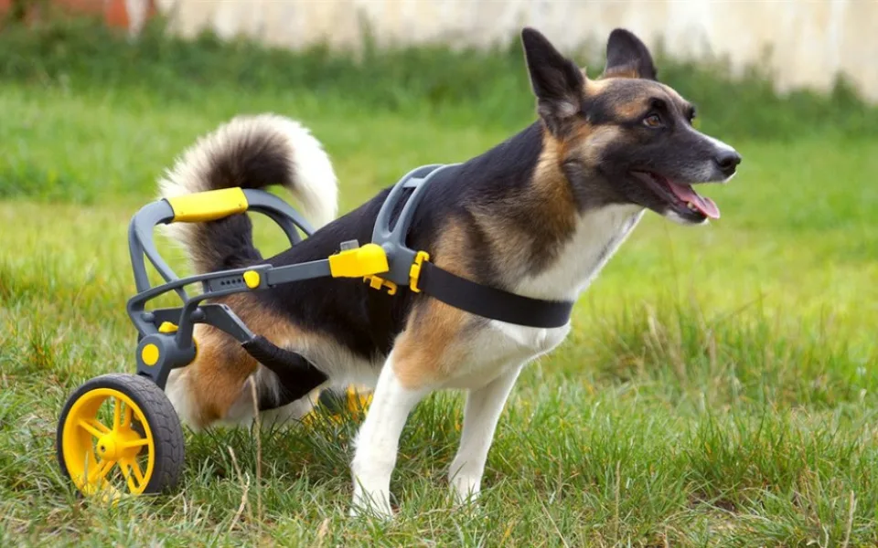 Česká firma vyrábí invalidní vozíky pro handicapované pejsky
