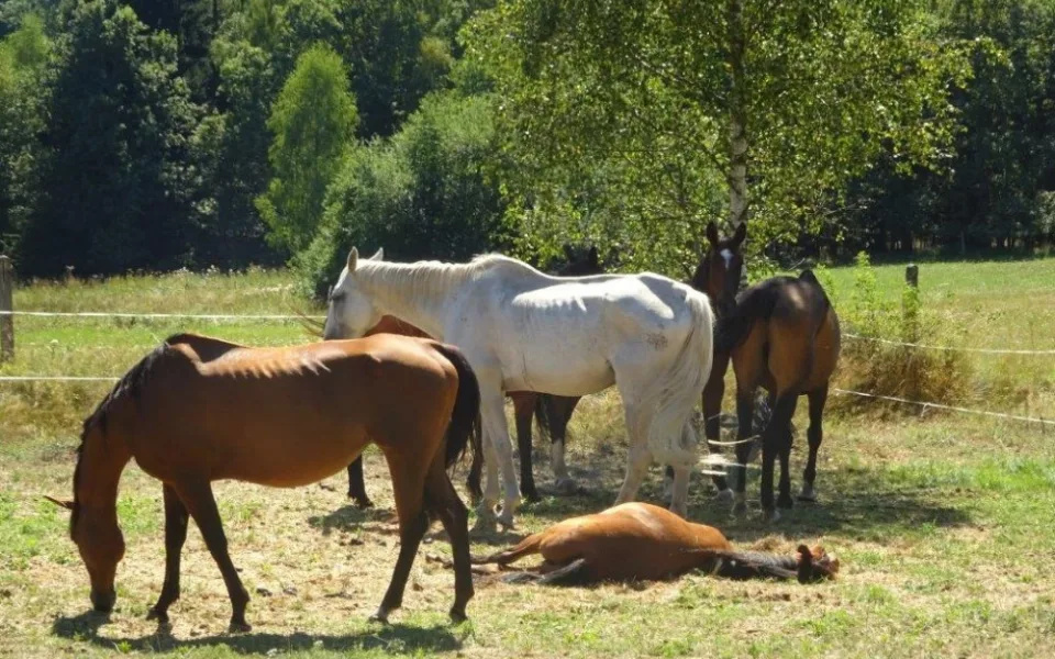 Veterináři odebrali chovatelce šest koní, v horkém létě byli bez vody i krmiva