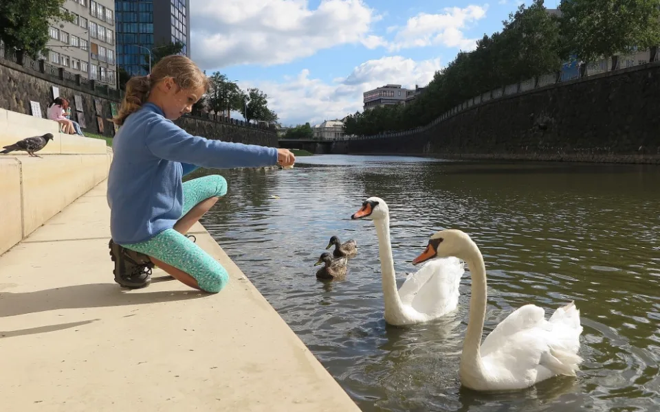 Labutí pár s hendikepem žije teď v poklidu na Radbuze v centru Plzně