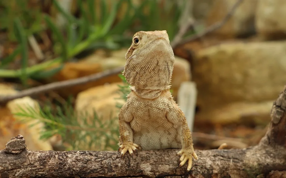Sucho ve skleníku plzeňské zoologické a botanické zahrady, nová expozice ukáže život na poušti