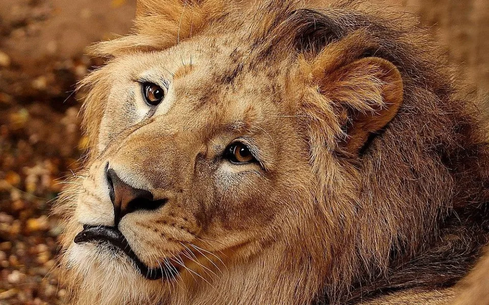 Dabir krátce před odjezdem z plzeňské zoo