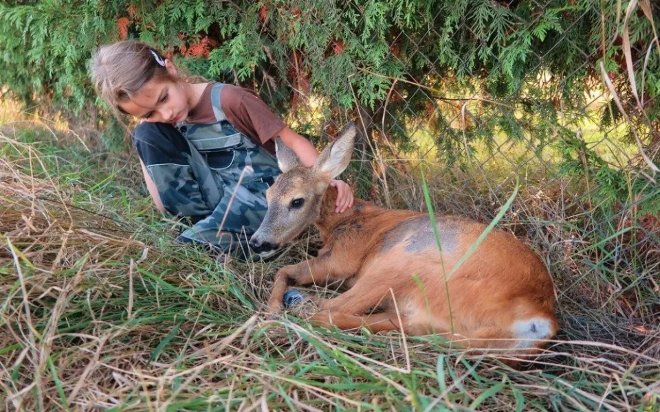 Tato srnka sražená autem už bohužel neměla žádnou šanci na záchranu života