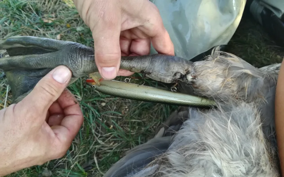 Labuťě zraňují rybářské háčky a zamotané vlasce, bez pomoci člověka umírají