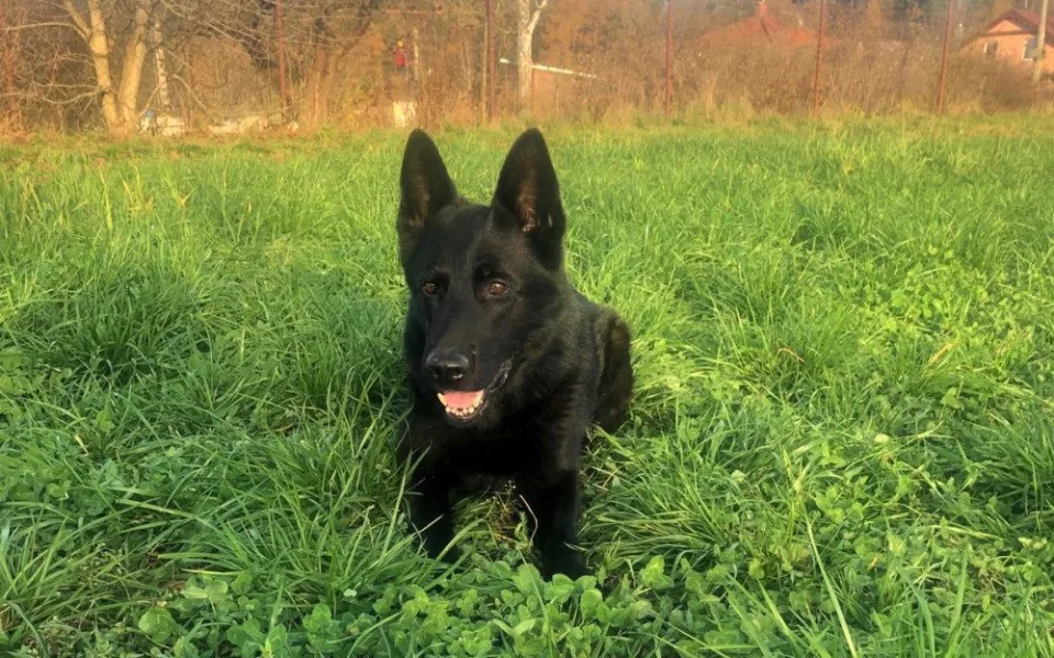Policejní pes Gorbi bleskově vypátral zloděje