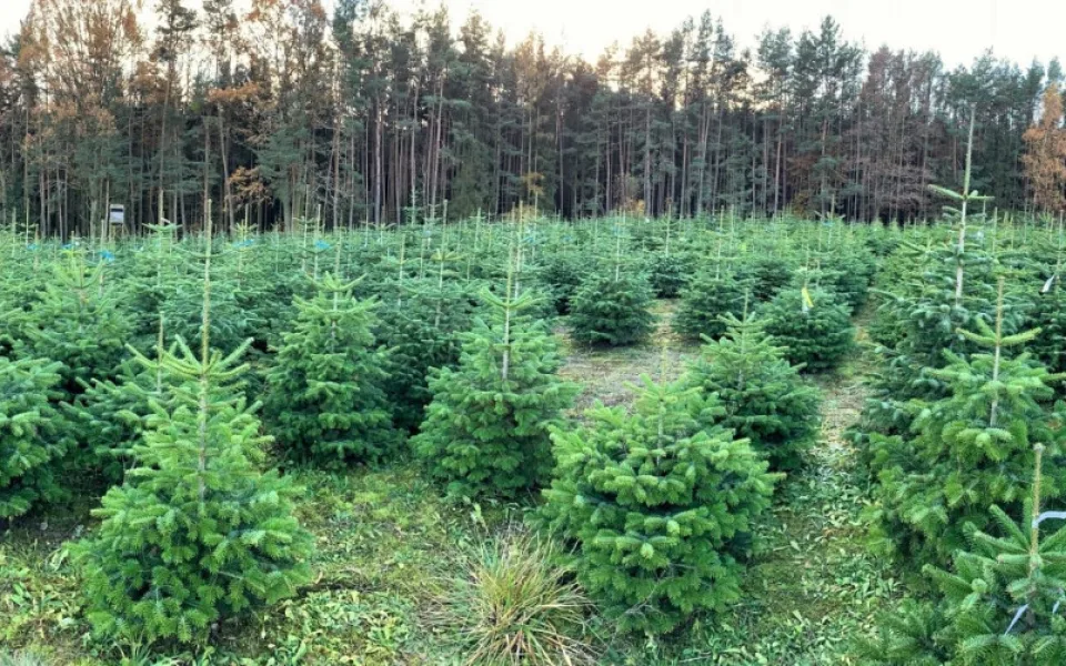 Zákazníci si mohli v říjnu vybrat na plantáži svůj vánoční strom, teď se začnou řezat