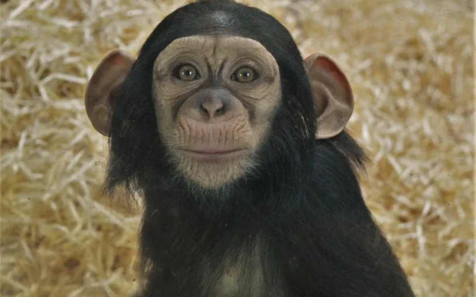 Klenot plzeňské zoo slaví své první narozeniny, Caila roste jako z vody