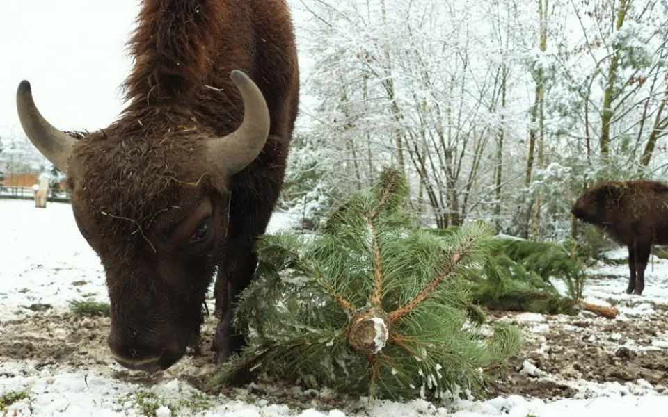 Na neprodaných vánočních stromcích si v plzeňské zoo pochutnávají například zubři