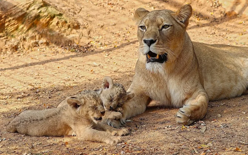 Chloubou plzeňské zoo jsou například lvi berberští, daří se odchov mláďat