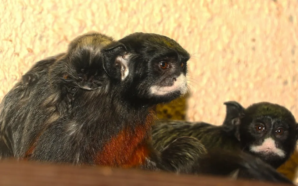 Prvním letošním mládětem v plzeňské zoo je tamarín bělohubý