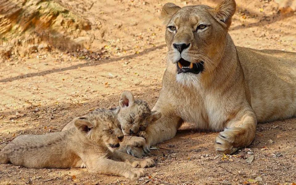 Zastupitelé Plzně přiklepli zoo osm milionů na nový výběh lvů berberských