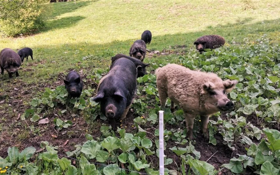 Farmáři ve Svinné chovají nejen tato prasata, ale i další hospodářská zvířata