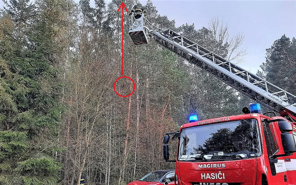 V tuto chvíli začala kočka šplhat až k vrcholku stromu