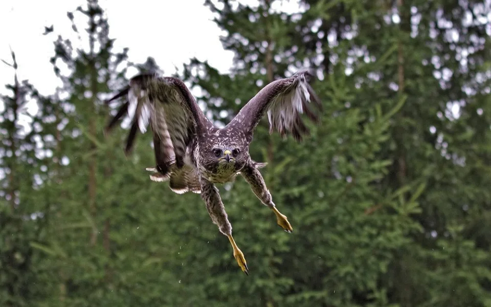 Není to nic příjemného, když na nic netušící běžce zaútočí z výšky ostrými pařáty takový dravec