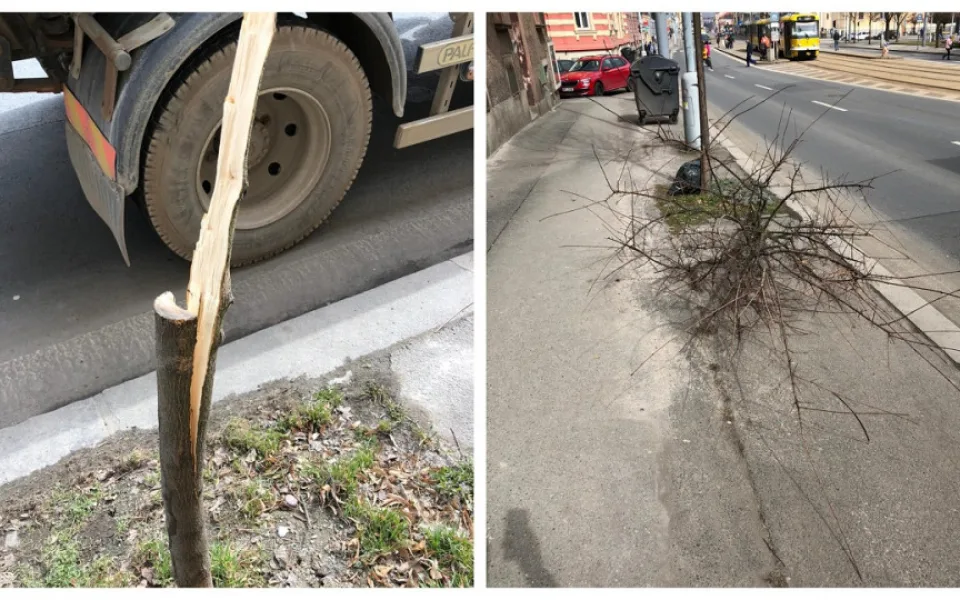 Vandalové se vyřádili na nově vysazeném javoru, ničí i lavičky a dětská hřiště